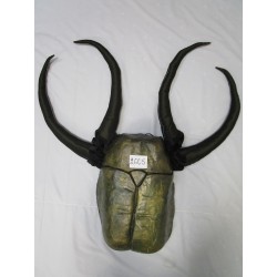 COQUE DE SCARABE